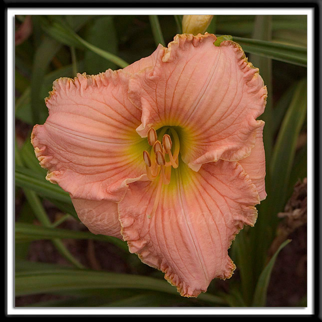 Daylily Pink Mimosa Alternate Image